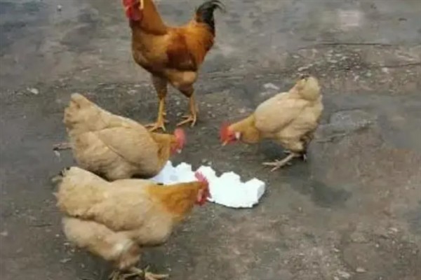 鸡能吃泡沫吗，鸡不可以吃泡沫