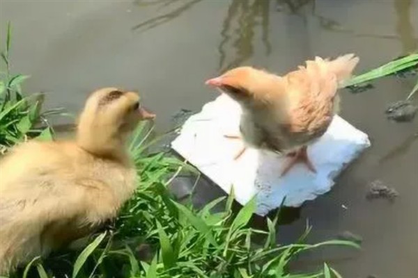 鸡能吃泡沫吗，鸡不可以吃泡沫
