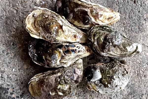 亚洲长牡蛎的产地,原产于亚洲太平洋沿岸