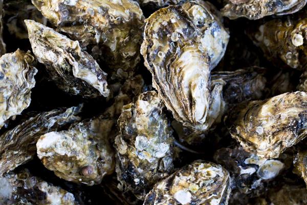 亚洲长牡蛎的产地,原产于亚洲太平洋沿岸