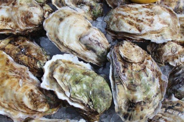 亚洲长牡蛎的产地,原产于亚洲太平洋沿岸
