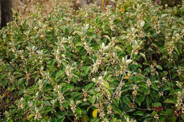 木半夏与胡颓子有什么区别，植物类型、叶片、花朵等方面均不同