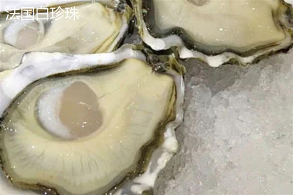 亚洲长牡蛎的产地,原产于亚洲太平洋沿岸