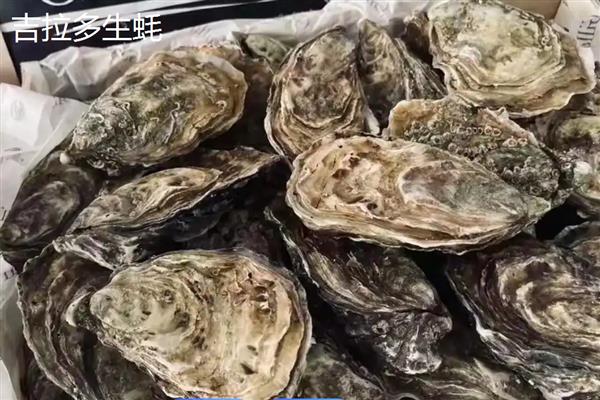 亚洲长牡蛎的产地,原产于亚洲太平洋沿岸
