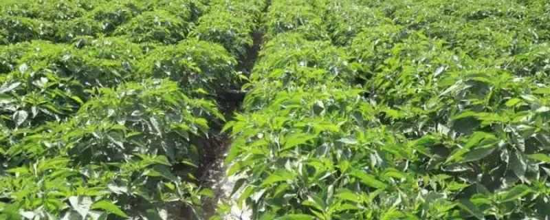 辣椒要不要天天浇水，具有耐旱性不用经常提供水分