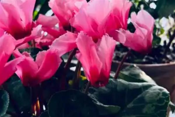 怎么养萝卜莲花，喜欢生长在光照比较充足环境中