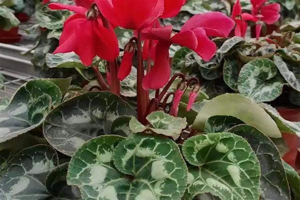 怎么养萝卜莲花，喜欢生长在光照比较充足环境中