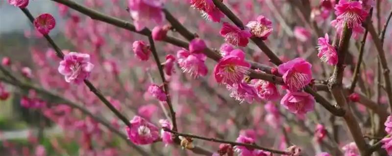 有什么喜阴的室外花卉，常见梅花、三色堇等品种