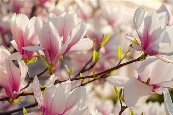 有什么喜阴的室外花卉，常见梅花、三色堇等品种