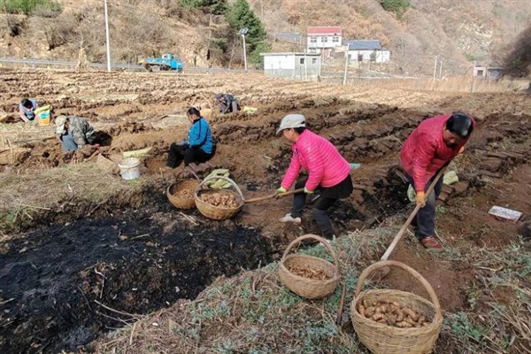 引种天麻要注意什么，当地的气候满足条件才能种植