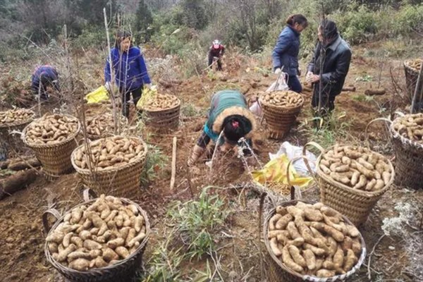 引种天麻要注意什么，当地的气候满足条件才能种植