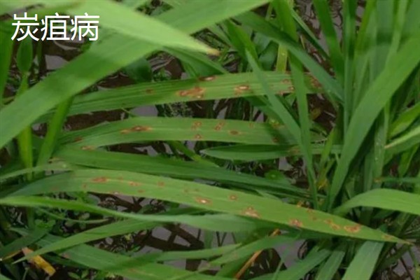 独占春的病虫害及防治方法，常见的有白绢病、炭疽病等