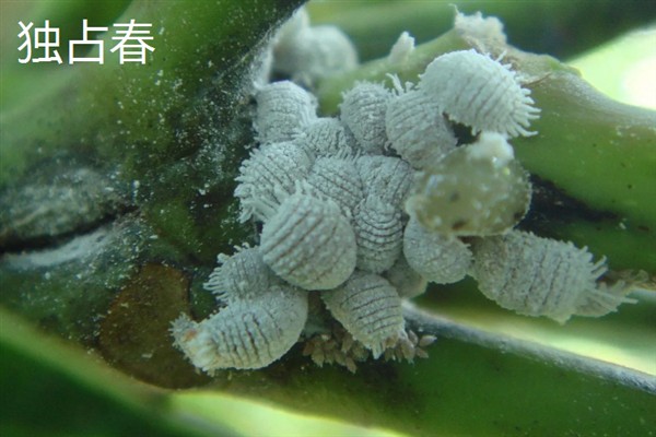独占春的病虫害及防治方法，常见的有白绢病、炭疽病等