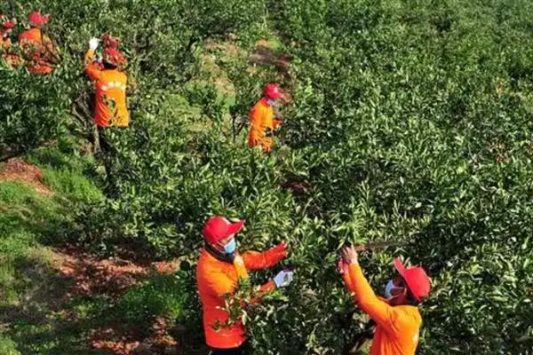 桔子树如何修剪，春季可以在2-3月份进行