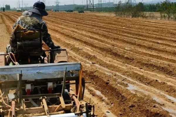 怎么种植花生，播种深度以5厘米左右为宜