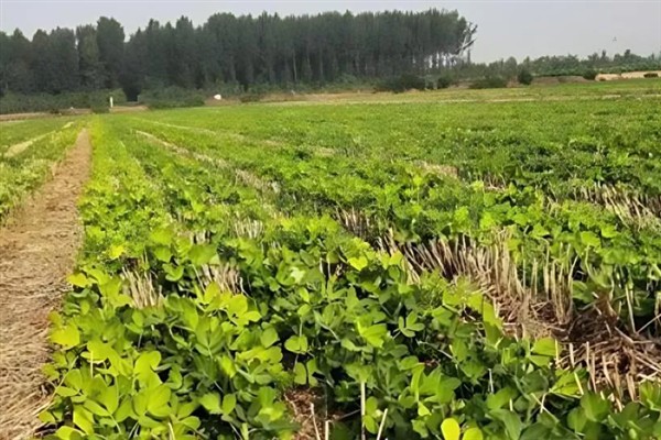 怎么种植花生，播种深度以5厘米左右为宜