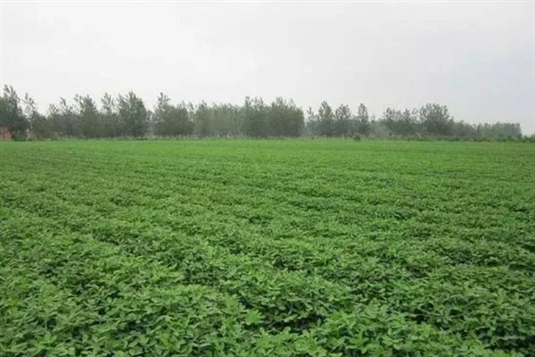 怎么种植花生，播种深度以5厘米左右为宜