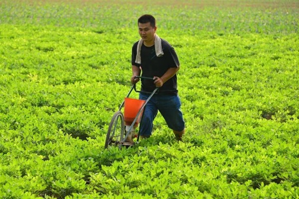 怎么种植花生，播种深度以5厘米左右为宜
