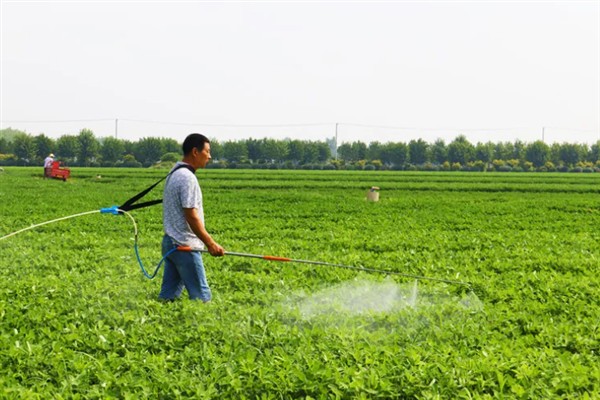 怎么种植花生，播种深度以5厘米左右为宜