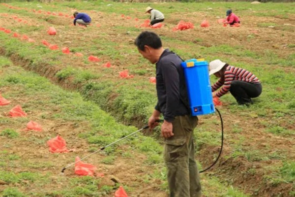 怎么种植花生，播种深度以5厘米左右为宜
