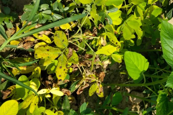 怎么种植花生，播种深度以5厘米左右为宜