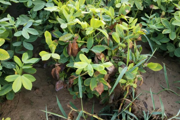 怎么种植花生，播种深度以5厘米左右为宜