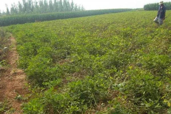 怎么种植花生，播种深度以5厘米左右为宜