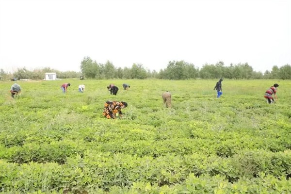 怎么种植花生，播种深度以5厘米左右为宜