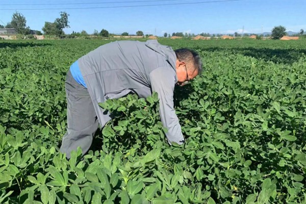 怎么种植花生，播种深度以5厘米左右为宜