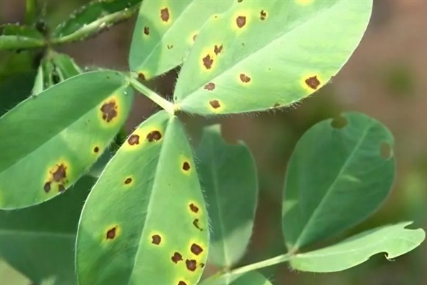 怎么种植花生，播种深度以5厘米左右为宜