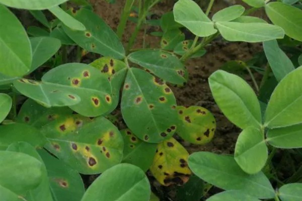 怎么种植花生，播种深度以5厘米左右为宜