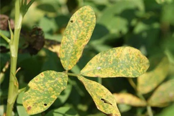 怎么种植花生，播种深度以5厘米左右为宜