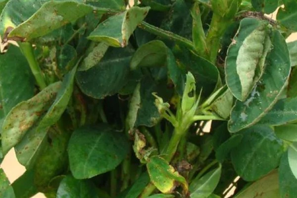 怎么种植花生，播种深度以5厘米左右为宜
