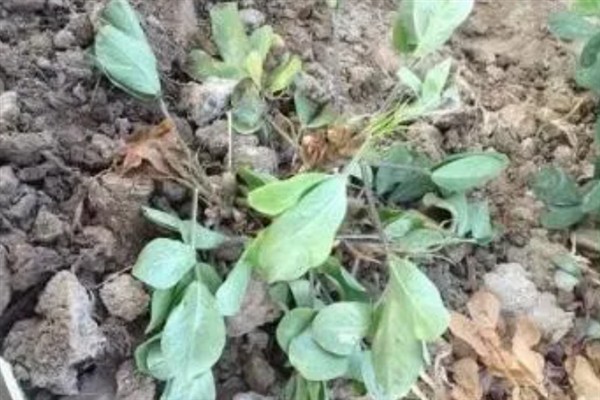 怎么种植花生，播种深度以5厘米左右为宜