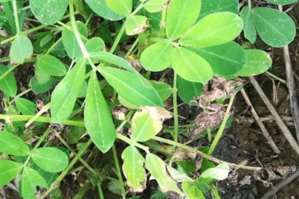 怎么种植花生，播种深度以5厘米左右为宜