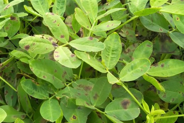 怎么种植花生，播种深度以5厘米左右为宜