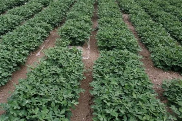 怎么种植花生，播种深度以5厘米左右为宜