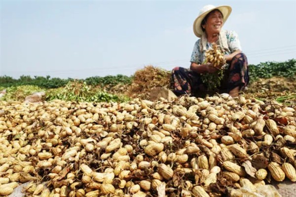 怎么种植花生，播种深度以5厘米左右为宜