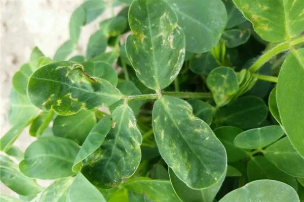 怎么种植花生，播种深度以5厘米左右为宜