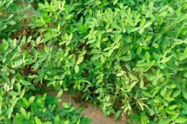 怎么种植花生，播种深度以5厘米左右为宜