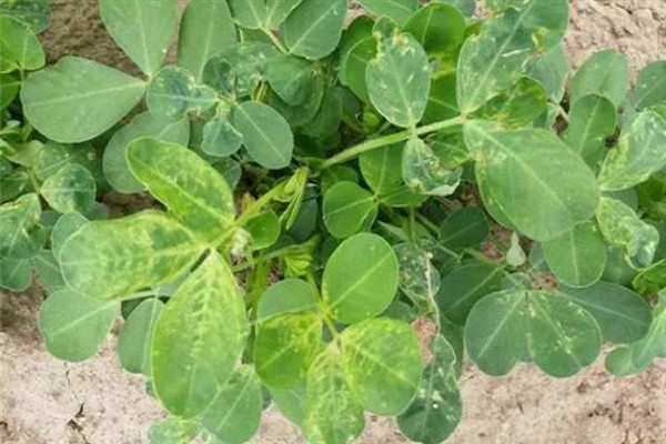 怎么种植花生，播种深度以5厘米左右为宜
