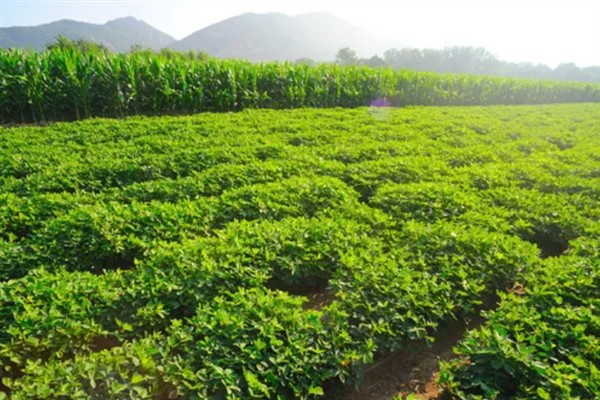 怎么种植花生，播种深度以5厘米左右为宜