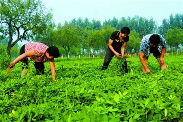 怎么种植花生，播种深度以5厘米左右为宜