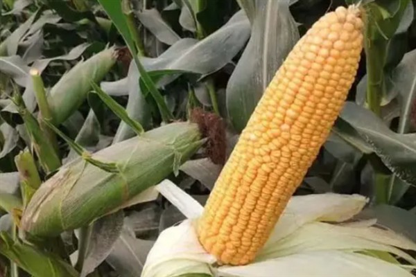 士惠628玉米种的特征特性，从出苗至成熟需要103天