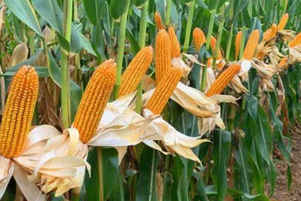 士惠628玉米种的特征特性，从出苗至成熟需要103天