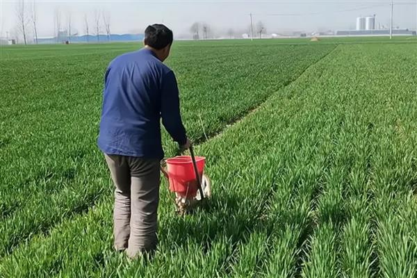 适宜的施肥深度，底肥需深施15-20厘米