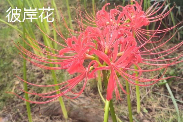 死亡之花是指哪些花，是指彼岸花、幽灵花等