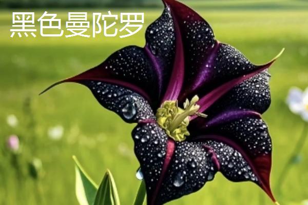 死亡之花是指哪些花，是指彼岸花、幽灵花等