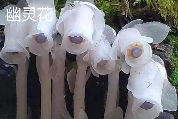 死亡之花是指哪些花，是指彼岸花、幽灵花等