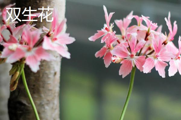 死亡之花是指哪些花，是指彼岸花、幽灵花等